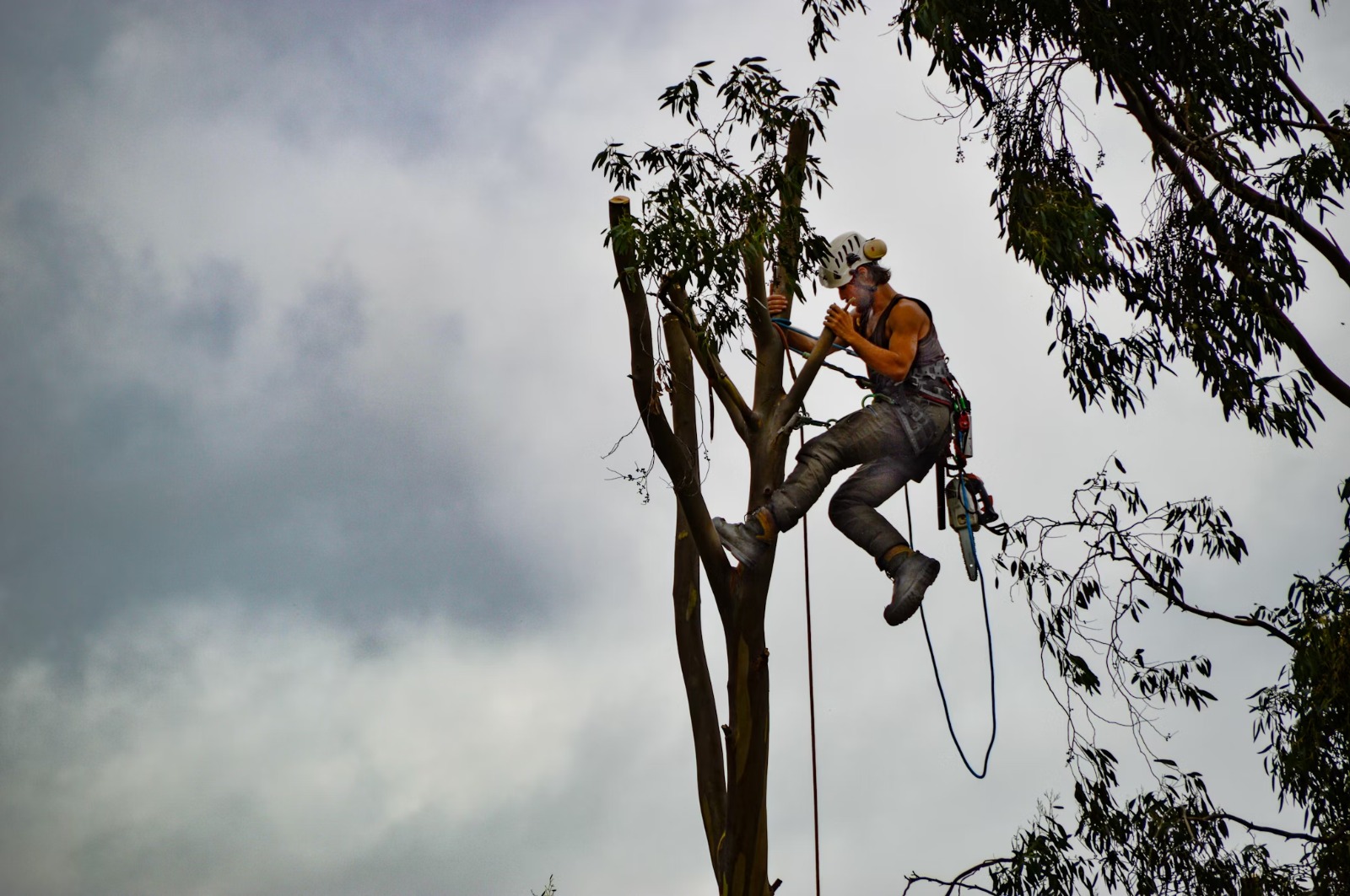 Фотография человека залезшего на дерево в процессе обрезания культурного наследия